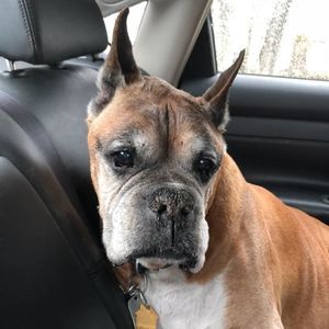 Meet your Posher, Holly